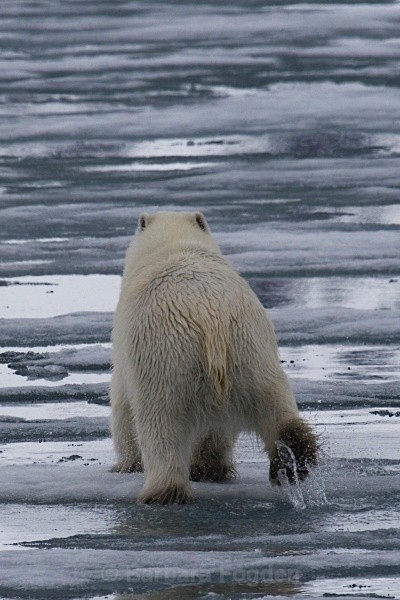 Polarbear 8645 - Wildlife