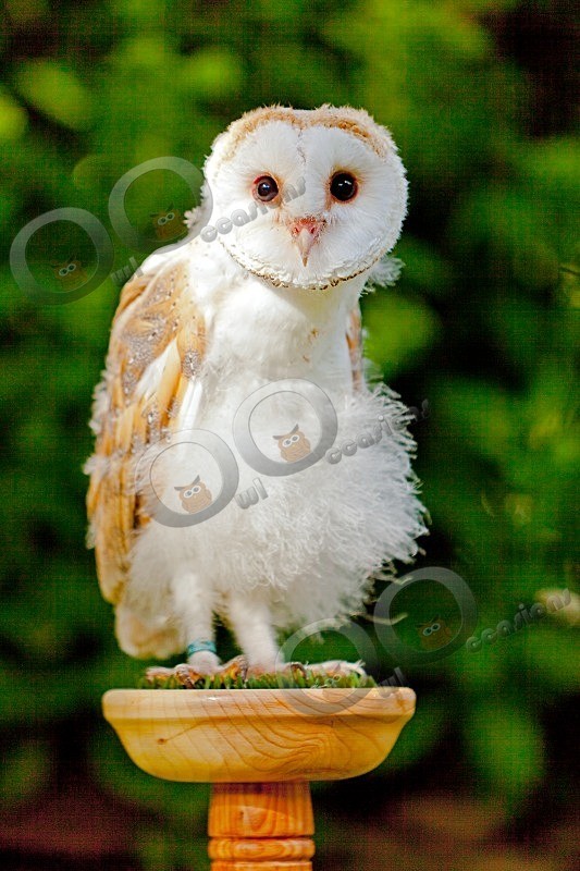Loki at 48 days old - Our Birds