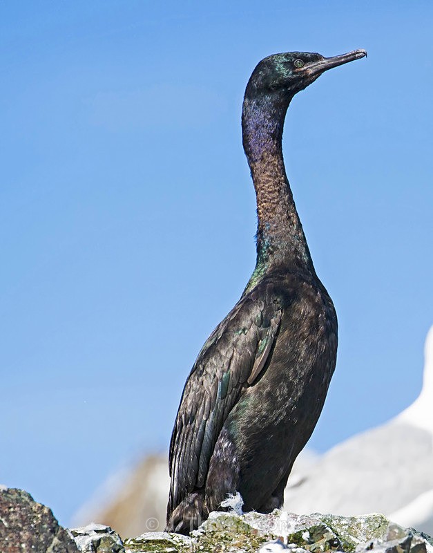  - Sea Birds
