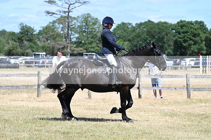 WJ7_2876 - Class 7 Riding Club Show Horse