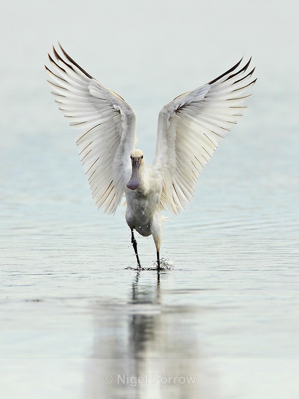 Spoonbill with wings spread after landing on Brownsea Lagoon - Spoonbill