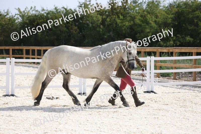 20260802-0872 - Class 9 - Youngstock
