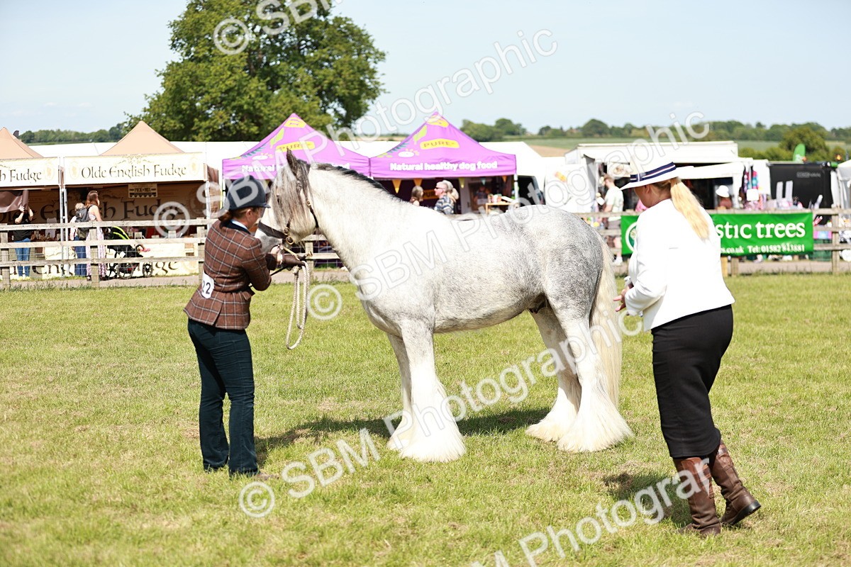SBM_08569 - Class 63-65 - Traditional Gypsy Cobs In Hand & Ridden
