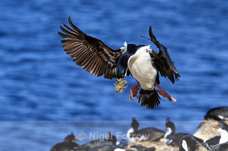 Imperial Shag hovering above colony, Carcass Island, Falklands - Imperial Shag