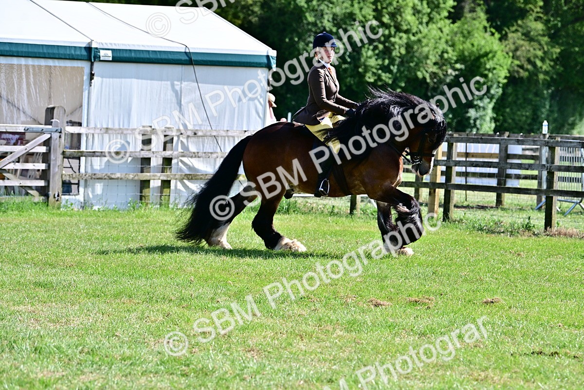 SBM_09312 - Class 63-65 - Traditional Gypsy Cobs In Hand & Ridden