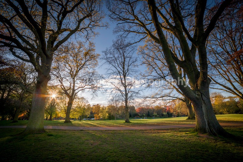 2SKJ6817 - Trees in Abington Park