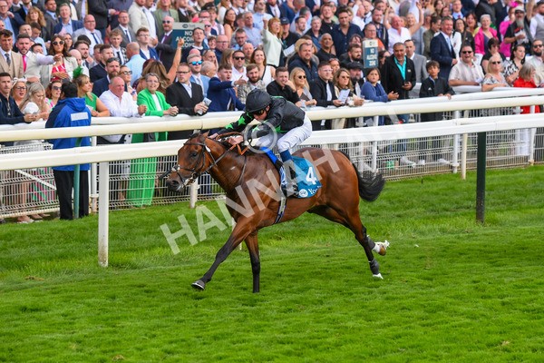 260823-Race 6-Inquisitively-0884 - Race 6 Julia Graves Roses Stakes at York