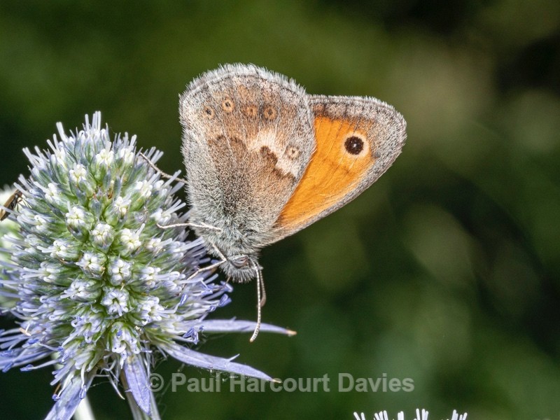 Small heath (Coenonympha pamphilus)  - Ten Metres from Home 1.  (2020)