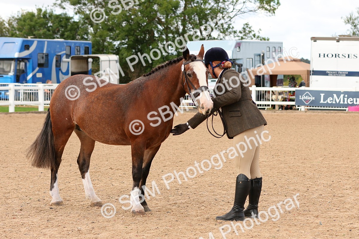 SBM_10281 - Class 206 - IH Non Show Type Pony
