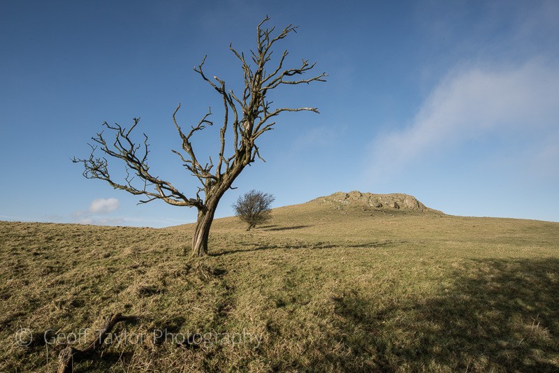4685 Lan Fawr and trees - winter - Corndon Hill