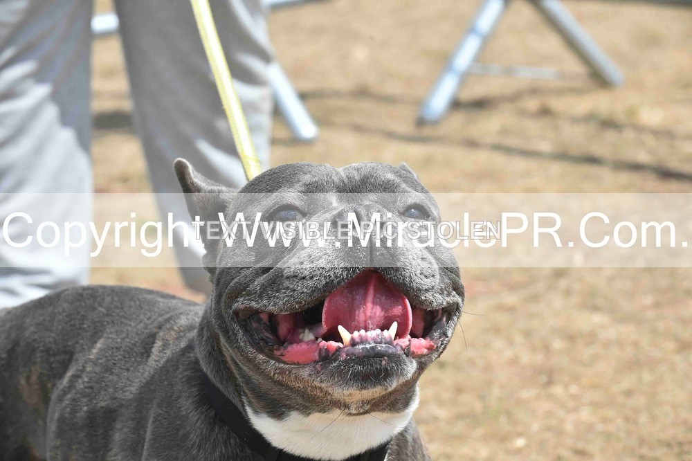 SH4_0060 - Dog show.