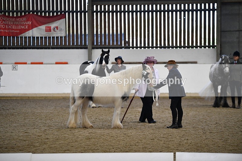 WJ5_5440 - Class 8 In hand cob