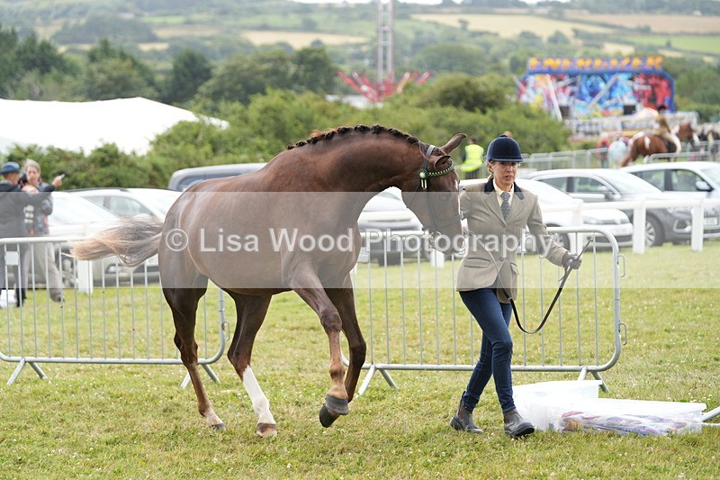 DSC06148 - Class 54: Hunter/Riding Horse/Hack 1 & 2 yr olds