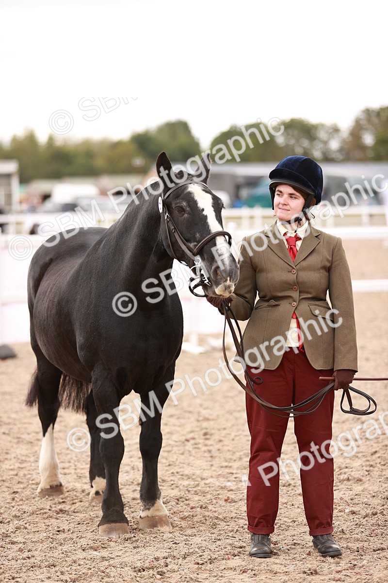 SBM_16191 - Class412 - Handsome Gelding (IH  or Ridden) Adult