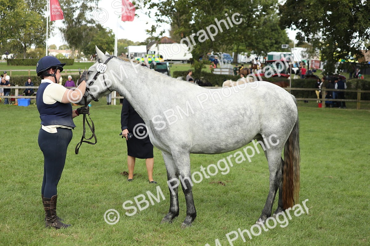 SBM_65502 - S47 - Mountain & Moorland In Hand Large Breeds