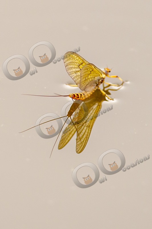 mayfly-4791 - Insects from around the world