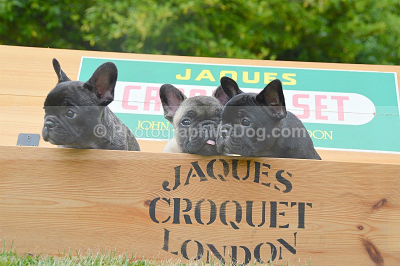  - French Bulldogs