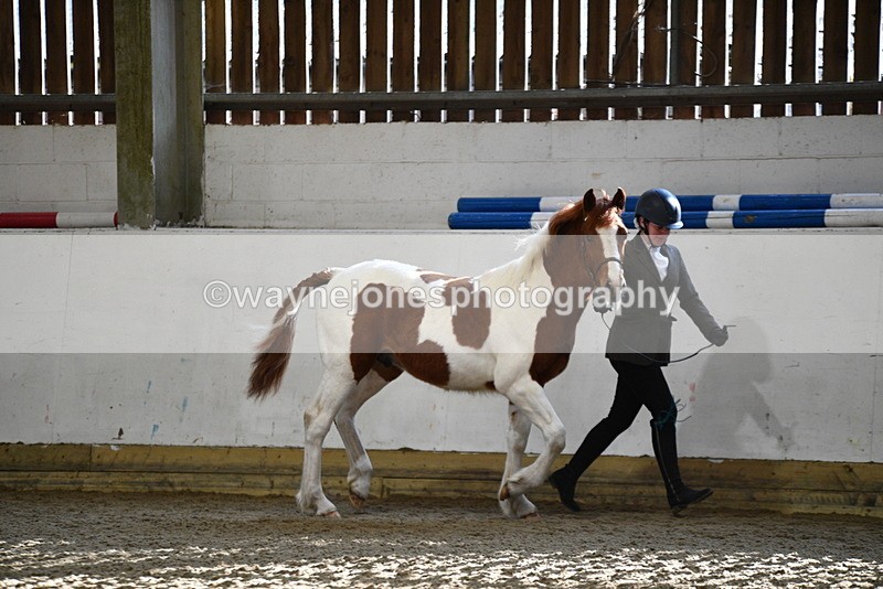 WJ5_3412 - Class 1 Youngstock