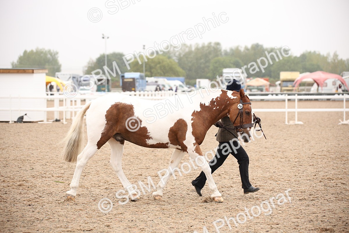 SBM_20126 - Class 702 - IH  Show Horse Pony