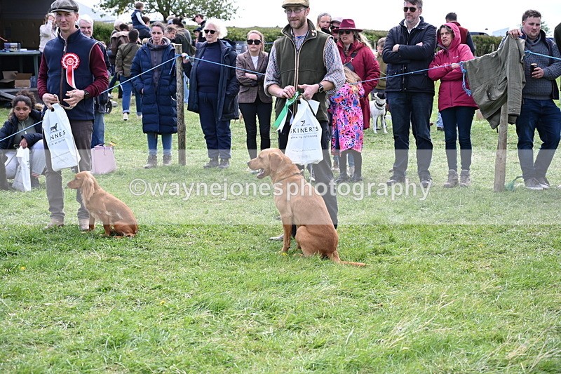 WJ6_9121 - Class 8 Best Working / Gun Dog or Bitch