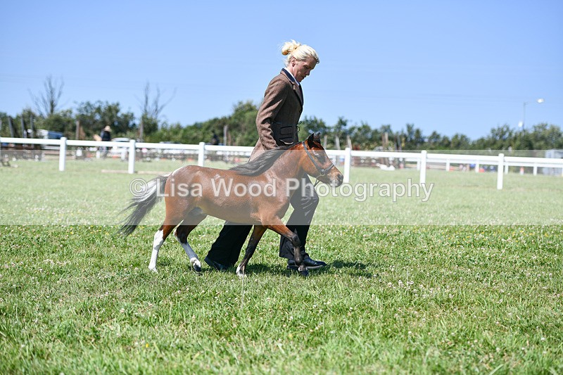 DSC_7036 - Class 60: Miniature Horse 2 & 3yr olds