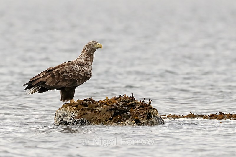 White-tailed Sea-Eagle resting on rock, Flatanger, Norway - White-tailed Sea-Eagle
