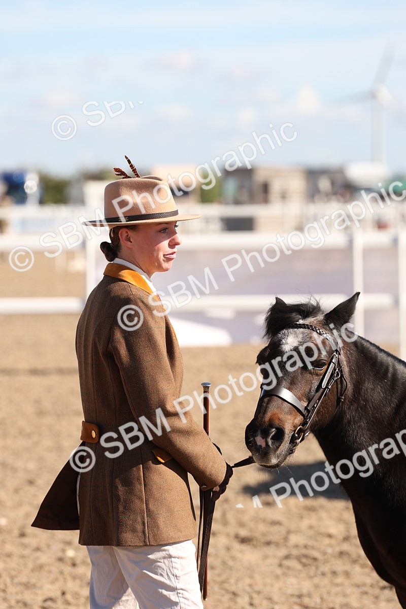 SBM_12931 - Class 206 - IH Non Show Type Pony