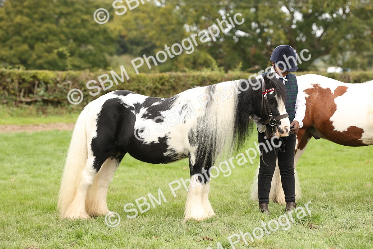 SBM_59331 - S57 - Traditional Cob In Hand