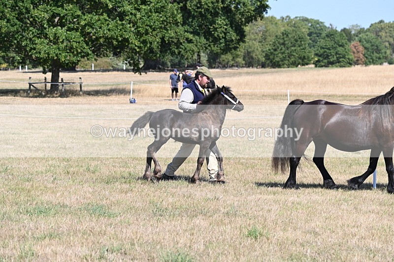 WJ6_4433 - Class 17 Mountain & Moorland