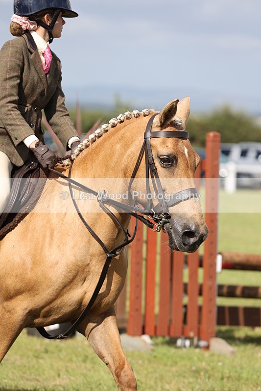 JPP_2690 - Class 20: Working Hunter 70cm