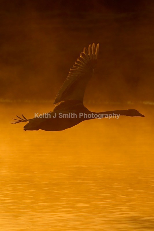 1KJS1987 - While your were sleeping