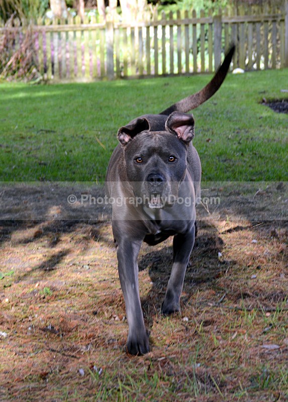  - American Staffordshire Terrier