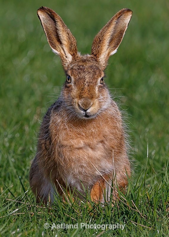 Astland Photography, Bird and Wildlife Images, Susan and Peter Wilson, U.K.