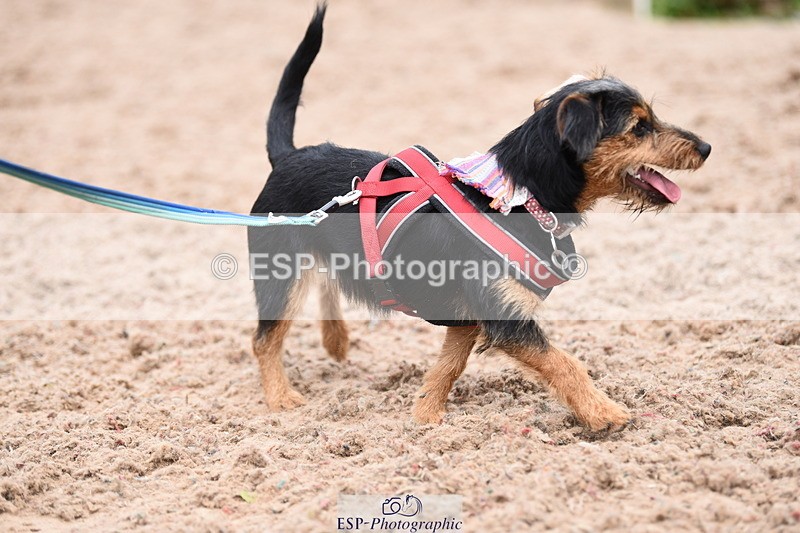 240518A-110646-00739 - Cls 1 Cutest Puppy