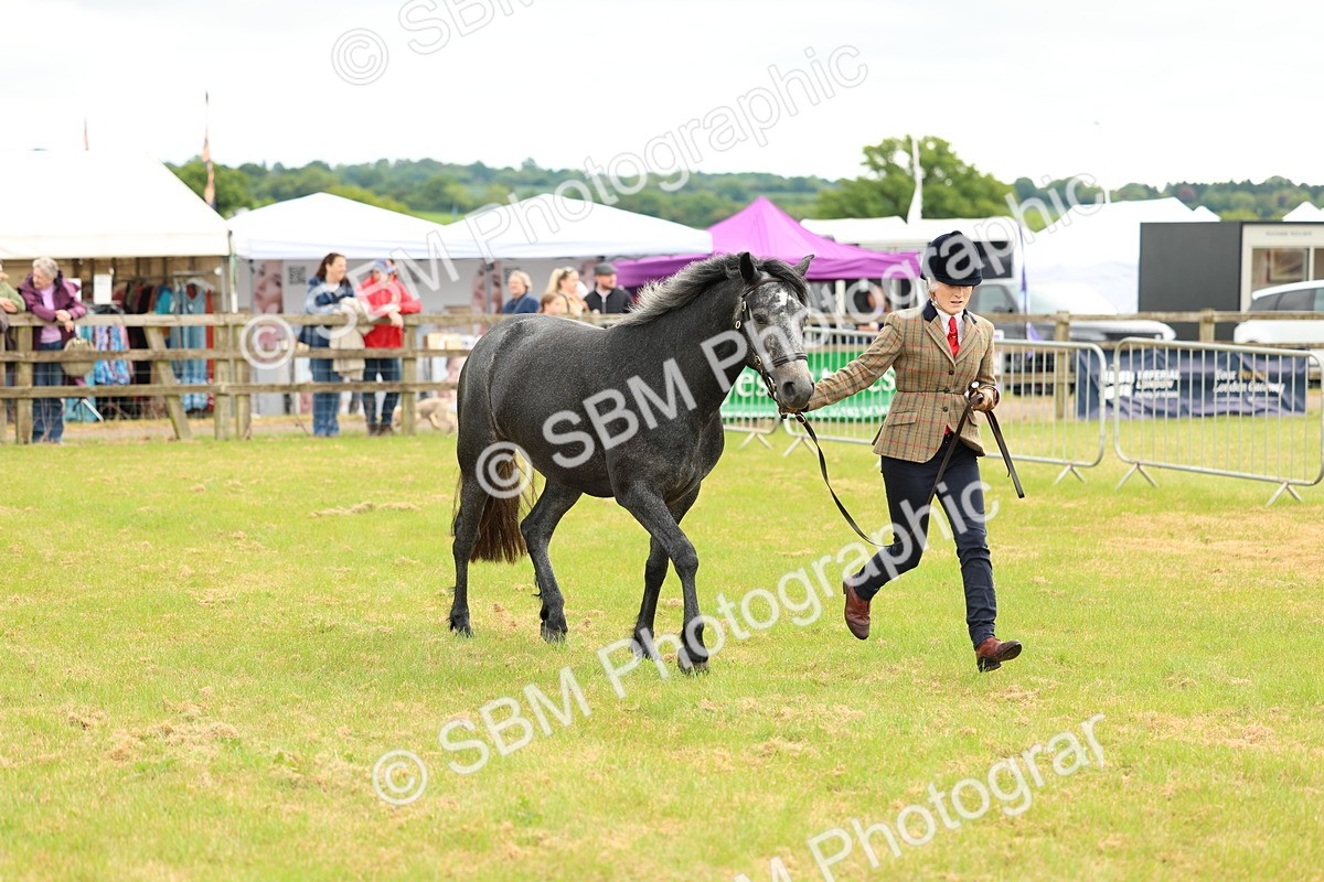 SBM_04075 - Class 64-67 - Shetland Pony In Hand