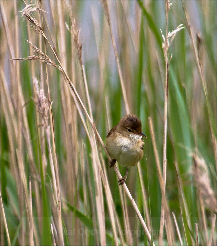 Reed Warbler#02 - Flora & Fauna