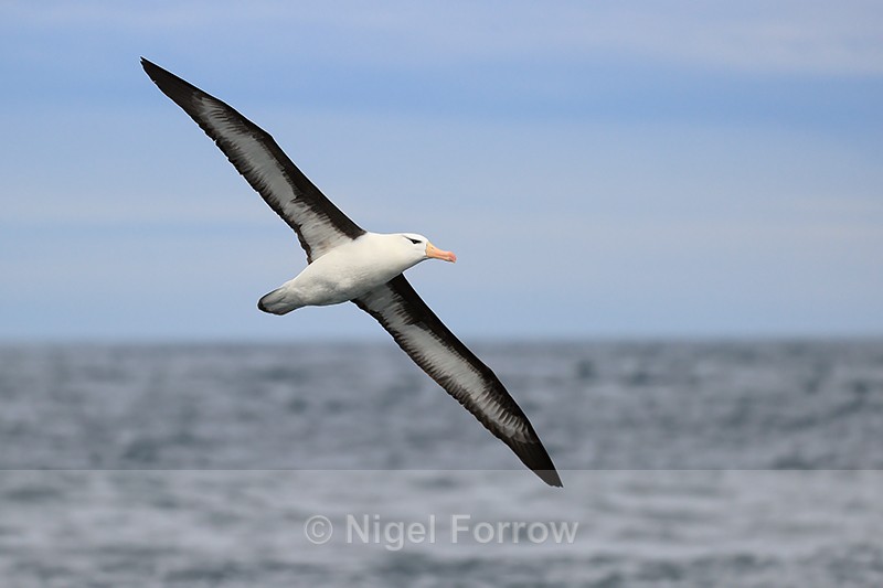 Flying Black-browed Albatross, wings extended, Falklands - Black-browed Albatross