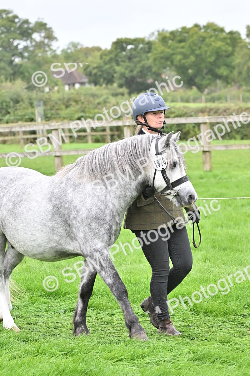 SBM_60899 - S48 - Mountain & Moorland In Hand Small Breeds