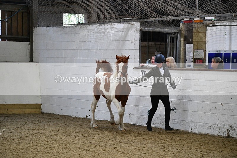 WJ5_3421 - Class 1 Youngstock