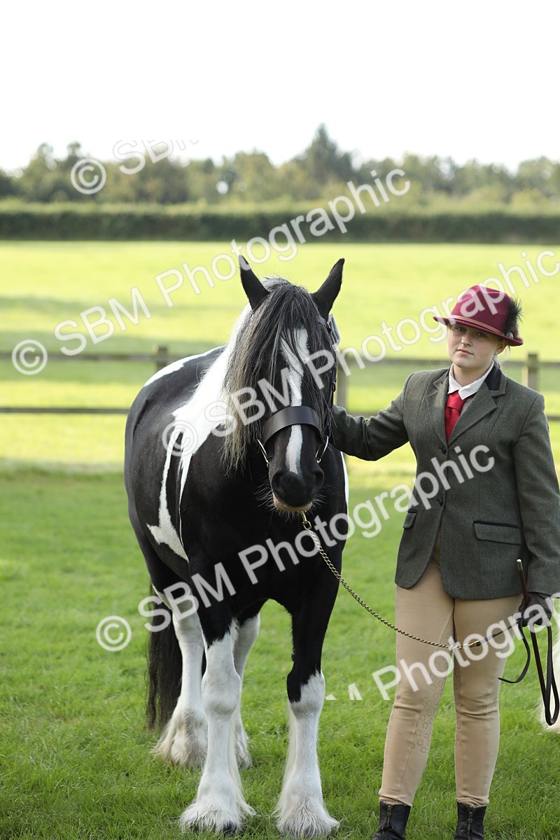 SBM_60957 - S43 - Coloured Pony In Hand