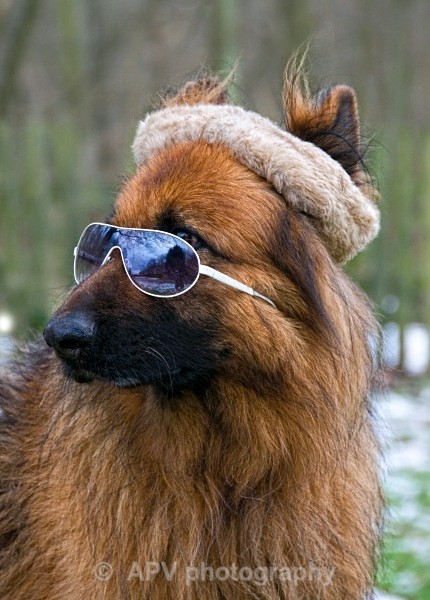  - Dogs'n'Cats