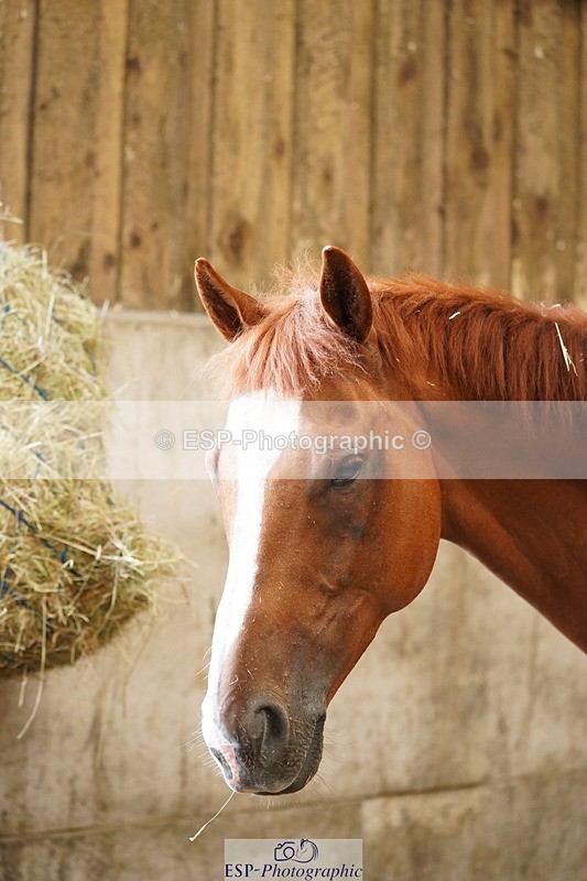 240809A-134552-01002 - Stable Shots