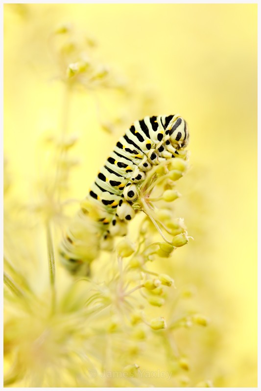 Swallowtail Caterpillar on Milk Parsley - Latest Work
