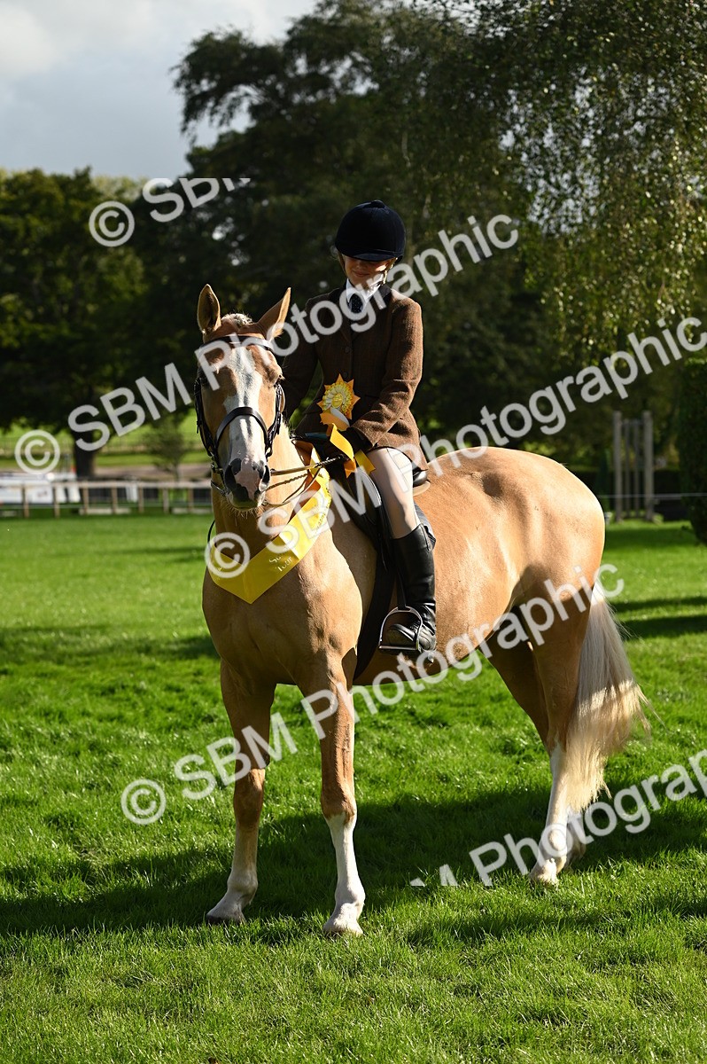 SBM_26465 - S6 - Novice & newcomer Ridden horse