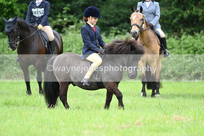 WJ7_3950 - Class 14A Handsome Gelding