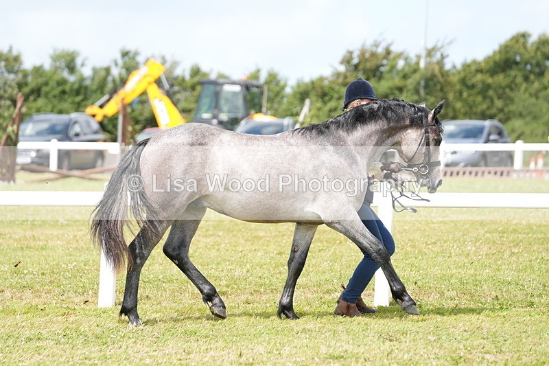 DSC05888 - NPS M&M In Hand Championship