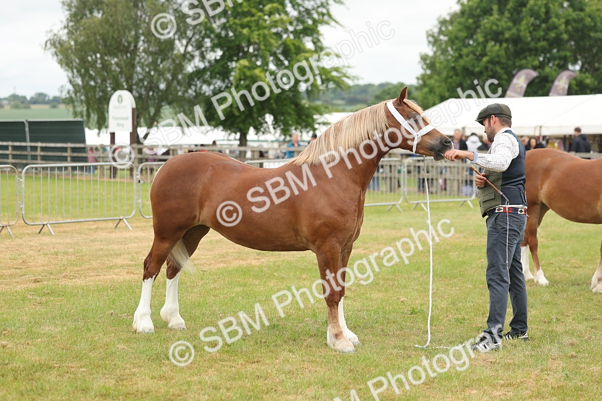 SBM_05012 - Class 50-57 - M&M Welsh Pony In Hand