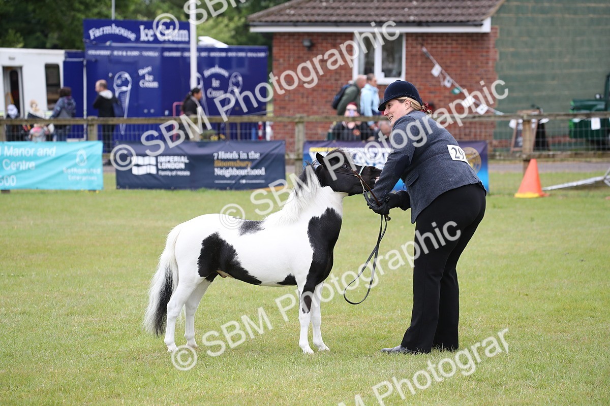 SBM_03820 - Class 23-25 - British Miniature Horse of the Year