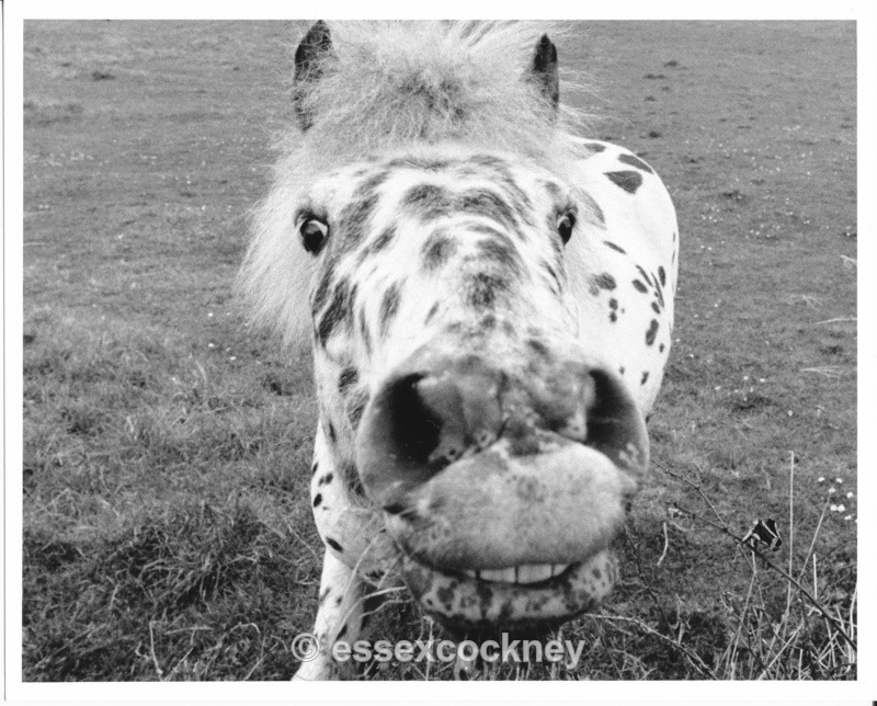  - Local residents of the hairy kind Benfleet and Essex