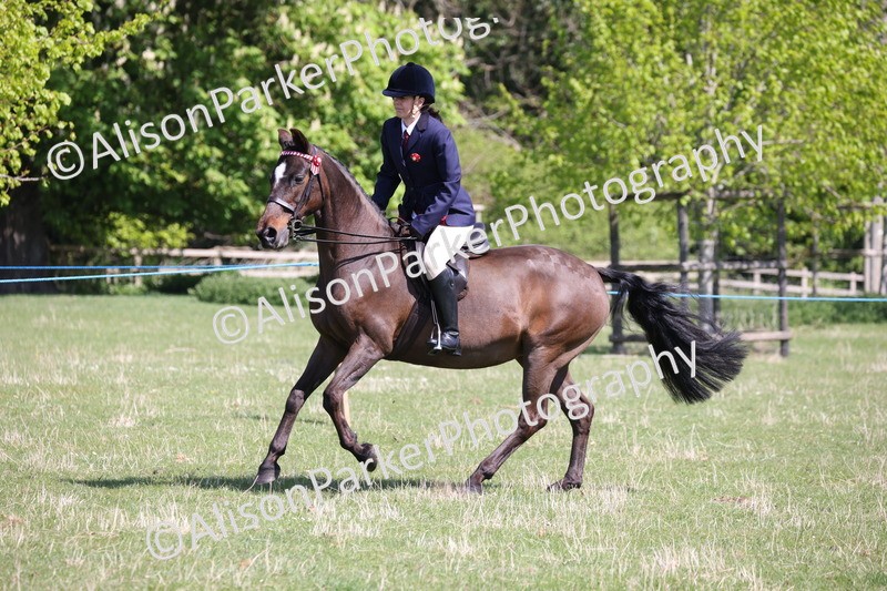20250427-3224 - Class 33 - Best Pony 14.2hh and Under